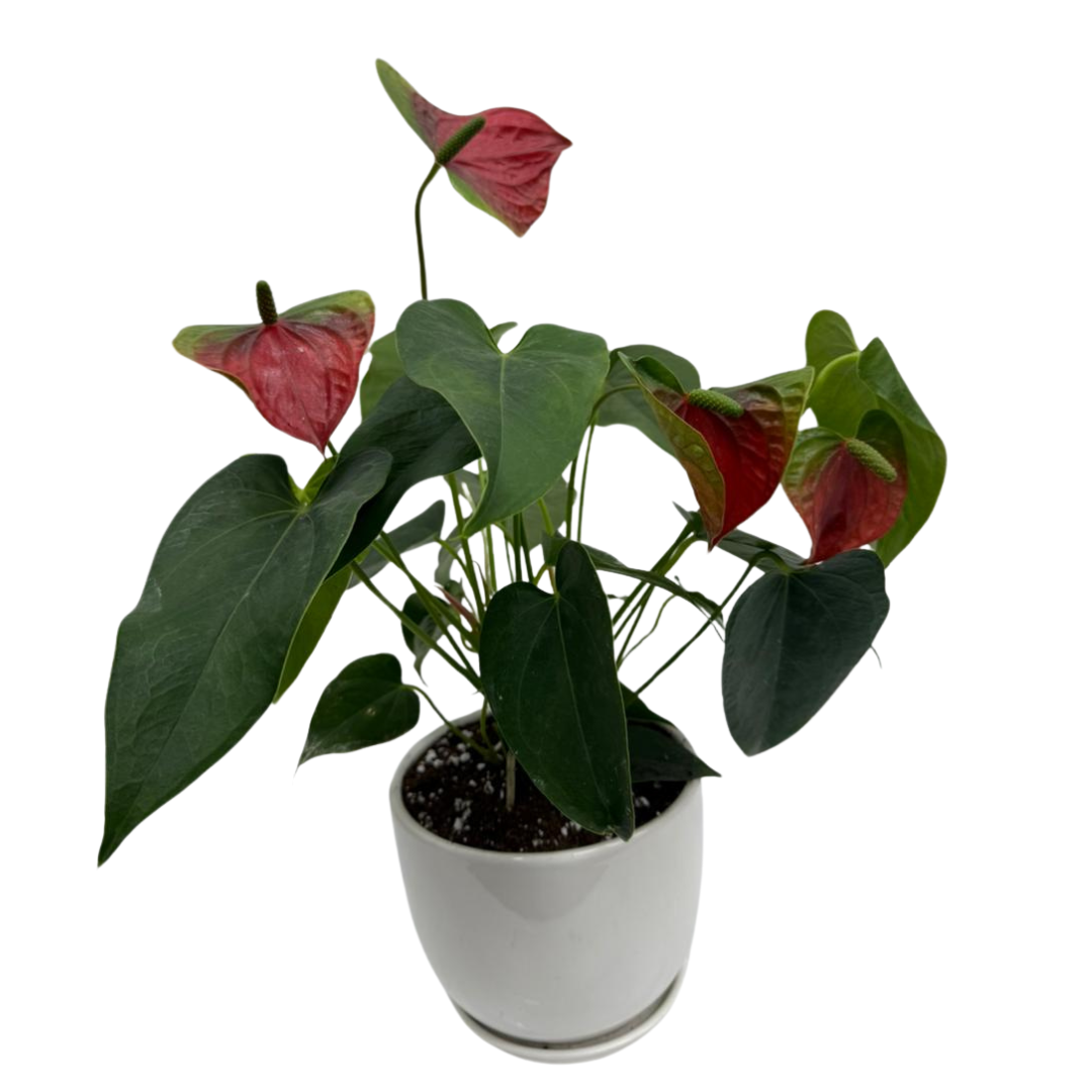 anthurium andreanum description Anthurium Andreanum – Petals by Aemi